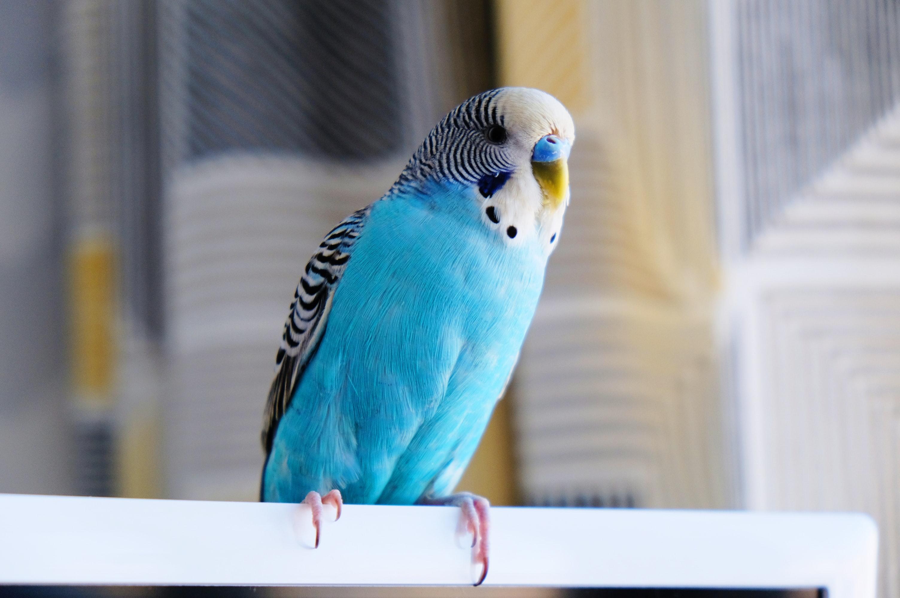 Birds