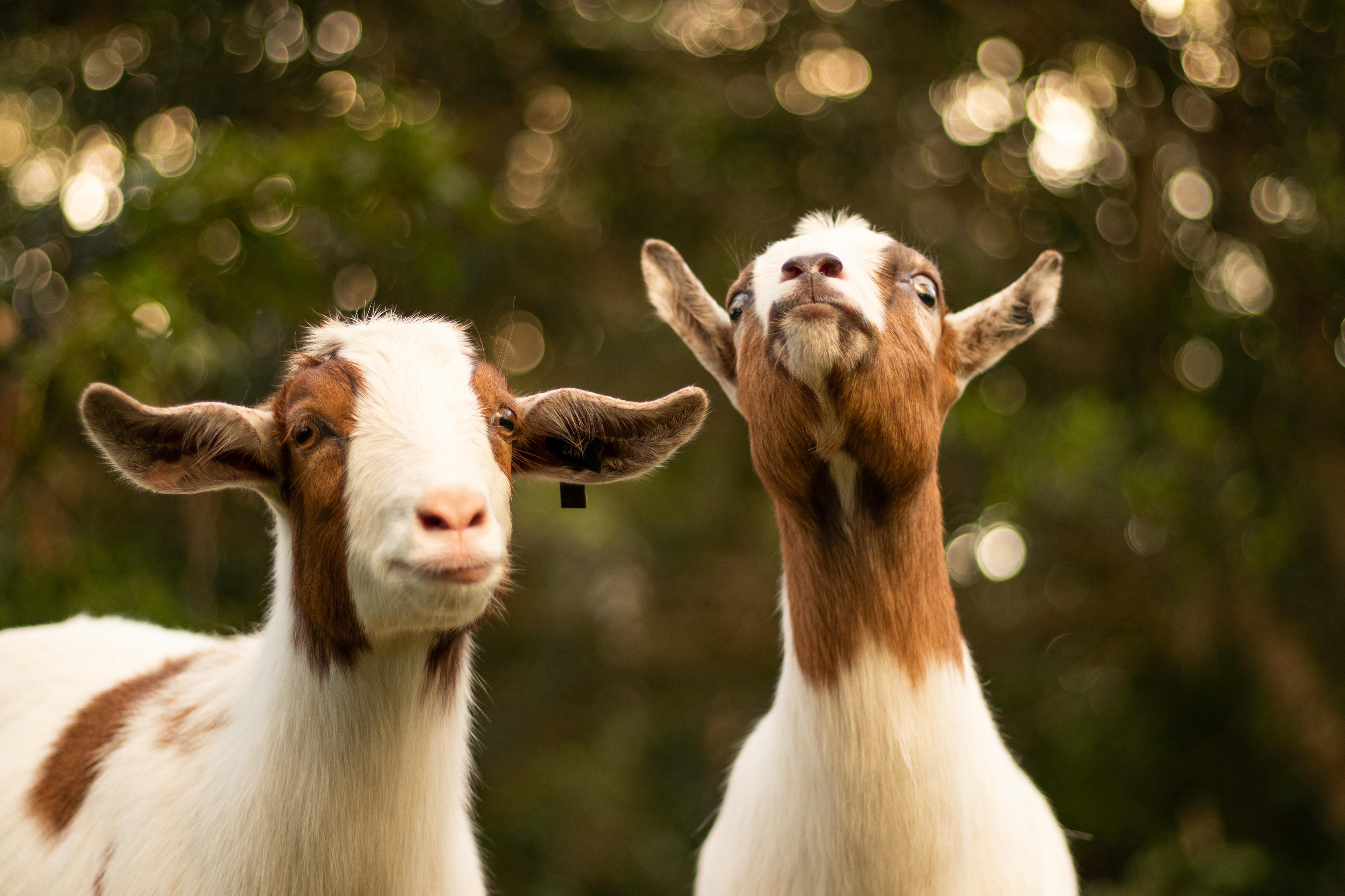Livestock