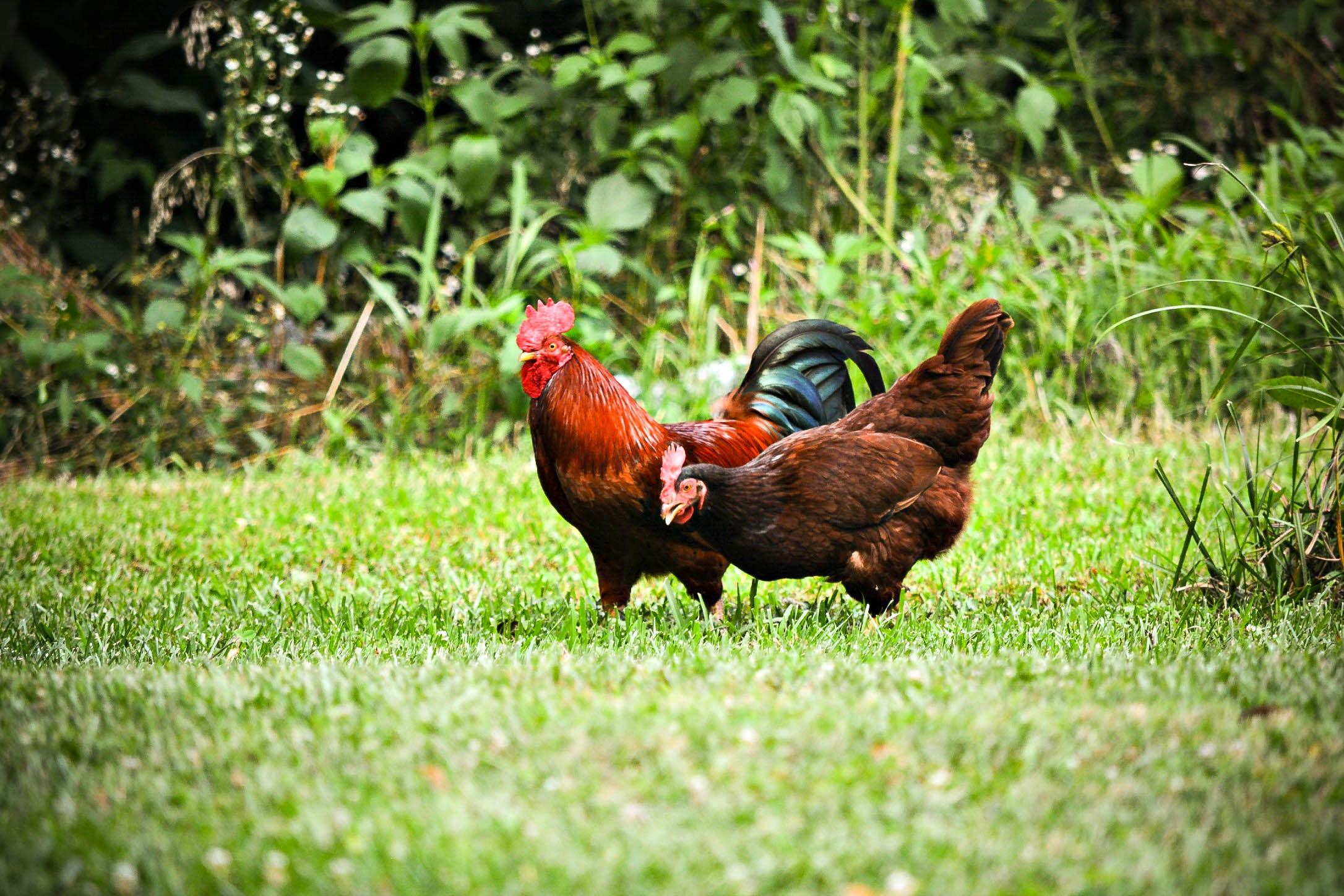 Poultry