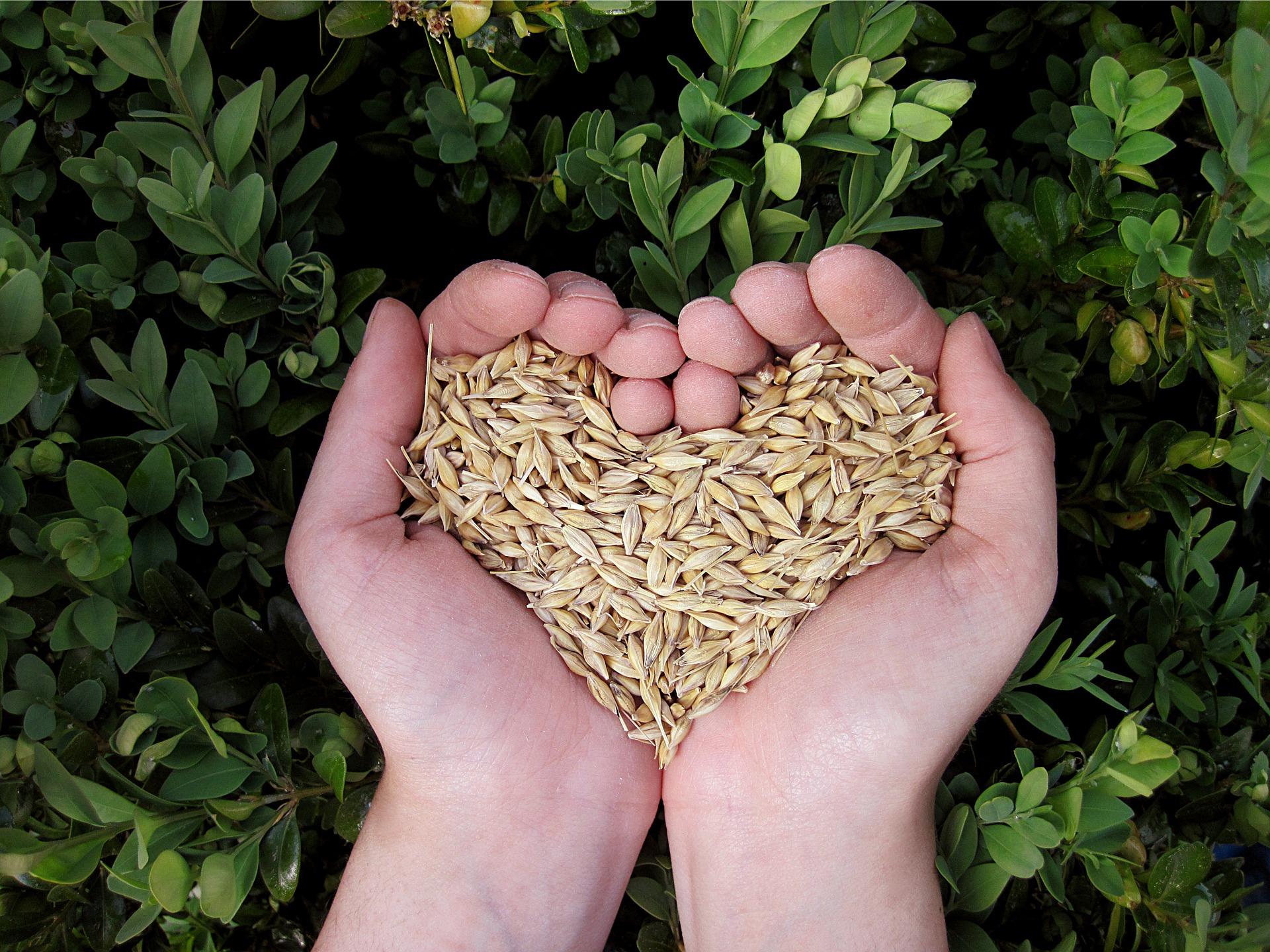 Hands with oats in shape of heart